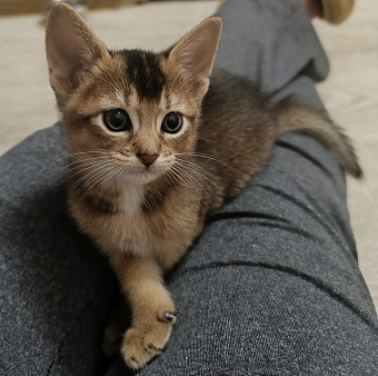 Абиссинский котёнок
