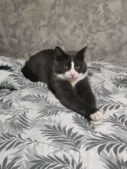 Кошки в Долгопрудном: Отдам кота в добрые руки Мальчик, Бесплатно - фото 2