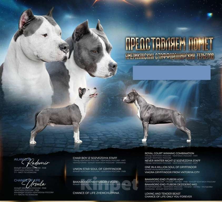Собаки в Челябинске: американский стаффордширский терьер Девочка, 55 000 руб. - фото 3
