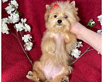Собаки в Москве: Рыжий йорк с голубыми глазами мини девочка Девочка, 95 000 руб. - фото 3