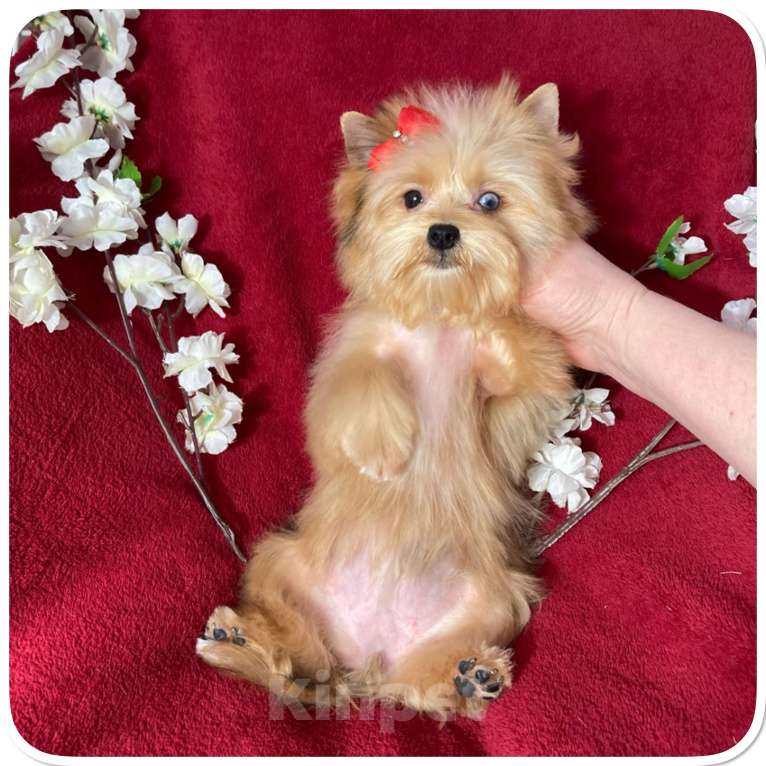 Собаки в Москве: Рыжий йорк с голубыми глазами мини девочка Девочка, 95 000 руб. - фото 3