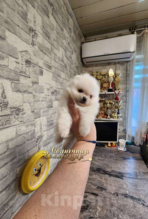 Собаки в Москве: Шпиц померанский девочка эффектного окраса Девочка, Бесплатно - фото 2