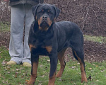 Собаки в Москве: Щенок ротвейлера  Девочка, Бесплатно - фото 1