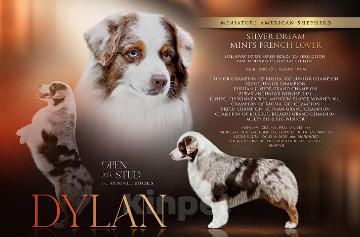 Собаки в Москве: Миниатюрная американская овчарка кобель на вязку Мальчик, Бесплатно - фото 1