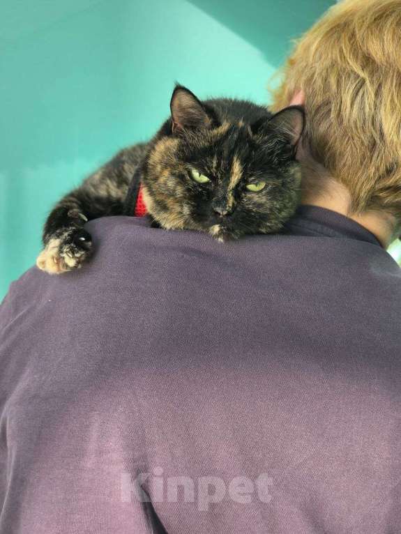 Кошки в Москве: Стелла – кошка, которая не потеряла веру в людей! Девочка, Бесплатно - фото 4