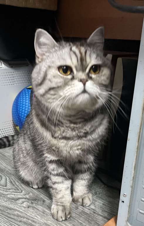 Кошки в Люберцах: Отдам в хорошую семью Девочка, Бесплатно - фото 1