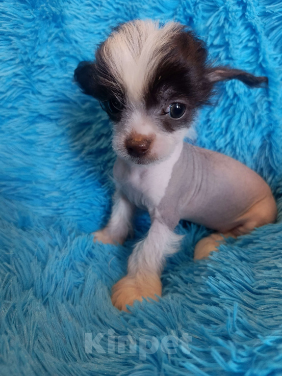 Собаки в Санкт-Петербурге: Китайская хохлатая мини  Мальчик, 50 000 руб. - фото 6