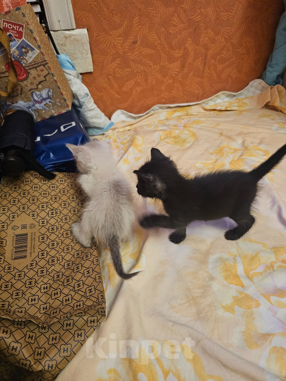 Кошки в Балашихе: Котята Девочка, Бесплатно - фото 1