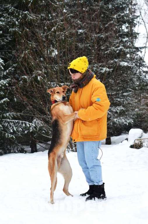 Собаки в Москве: Очень нужен дом для спокойного и воспитанного пёсика Лиона Мальчик, Бесплатно - фото 5