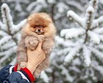 Собаки в Москве: Мальчик померанского шпица Мальчик, 50 000 руб. - фото 1