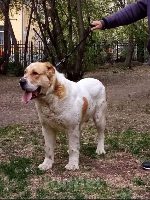 Собаки в Екатеринбурге: Крепкий титажный производитель, с красивой головой Мальчик, 40 000 руб. - фото 2