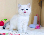 Кошки в Москве: Эксклюзивная британская шиншилла фиалковые глазки Мальчик, 45 000 руб. - фото 2