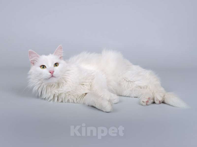 Кошки в Москве: Белоснежный красавец Никита ищет доброе сердце. Мальчик, Бесплатно - фото 3