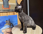 Кошки в Краснодаре: Кошечка девон-рекс Девочка, 42 000 руб. - фото 2