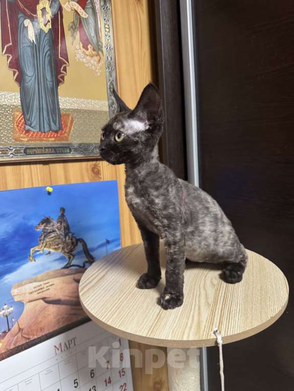 Кошки в Краснодаре: Кошечка девон-рекс Девочка, 42 000 руб. - фото 2