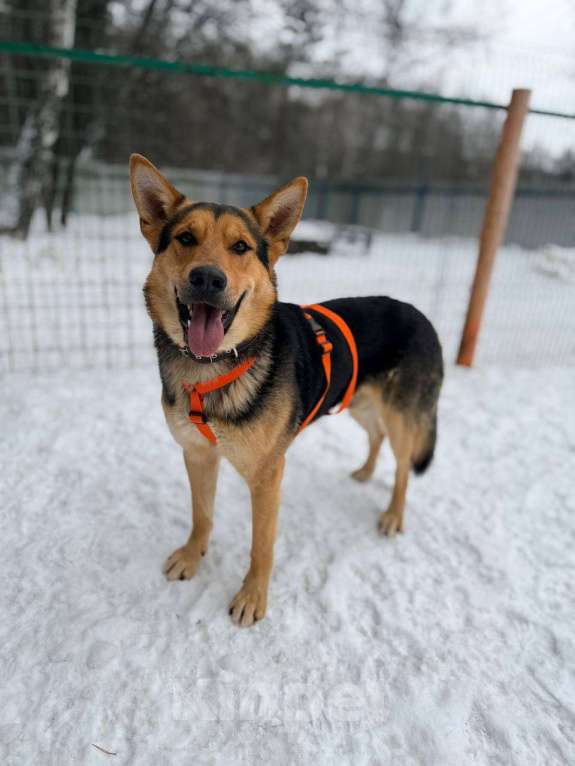 Собаки в Москве: Спасенный Балу- в добрые руки Мальчик, Бесплатно - фото 4