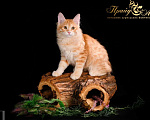 Кошки в Москве: Кошечка Маняша Девочка, Бесплатно - фото 2