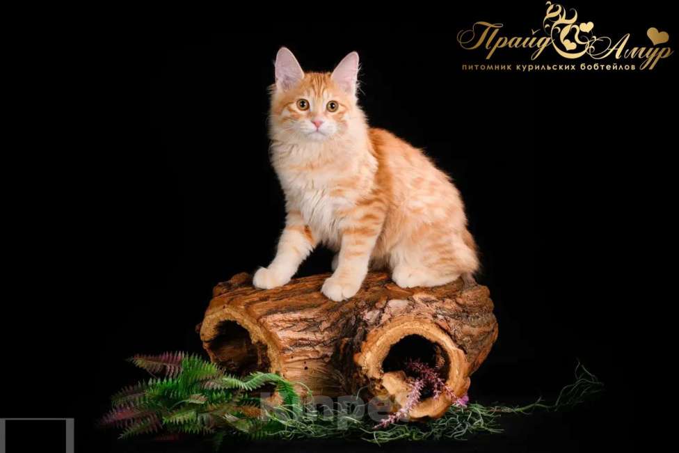 Кошки в Москве: Кошечка Маняша Девочка, Бесплатно - фото 2