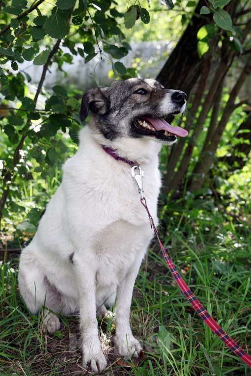 Собаки в Москве: Тутси Девочка, Бесплатно - фото 3