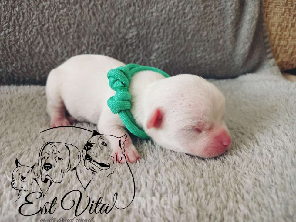 Собаки в Крымске: Щенки чихуахуа Разнополые, 40 000 руб. - фото 2