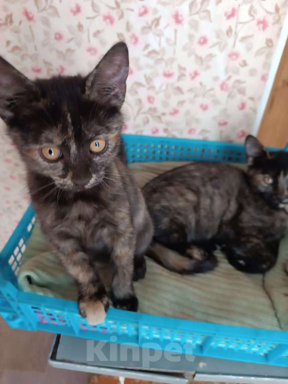 Кошки в Донецке: Котятки-ребятки ищут дом  Девочка, Бесплатно - фото 3