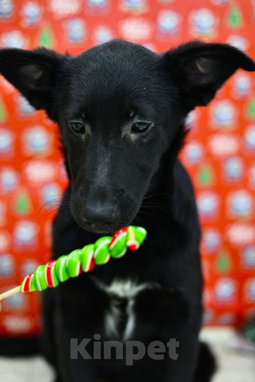 Собаки в Москве: Щенки бесплатно в Москве Девочка, Бесплатно - фото 8