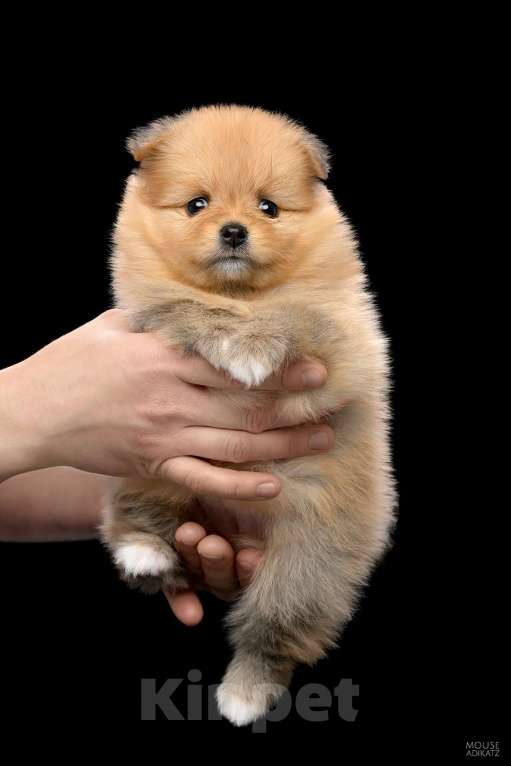 Собаки в Воткинске: Немецкий шпиц малый Девочка, 45 000 руб. - фото 1