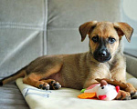 Собаки в Москве: Мы ищем дом и самых лучших родителей для Брюса Мальчик, Бесплатно - фото 1