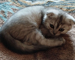 Кошки в Люберцах: Шотландский вислоухий котик Мальчик, 8 000 руб. - фото 1