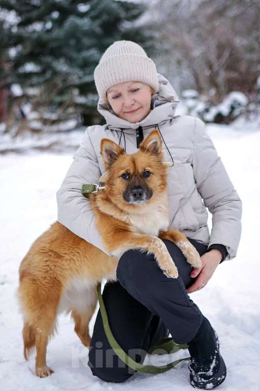 Собаки в Санкт-Петербурге: Отдам собаку бесплатно  Девочка, Бесплатно - фото 9