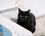 Кошки в других городах Московской области: Сардина - утонченный котик Мальчик, Бесплатно - фото 3