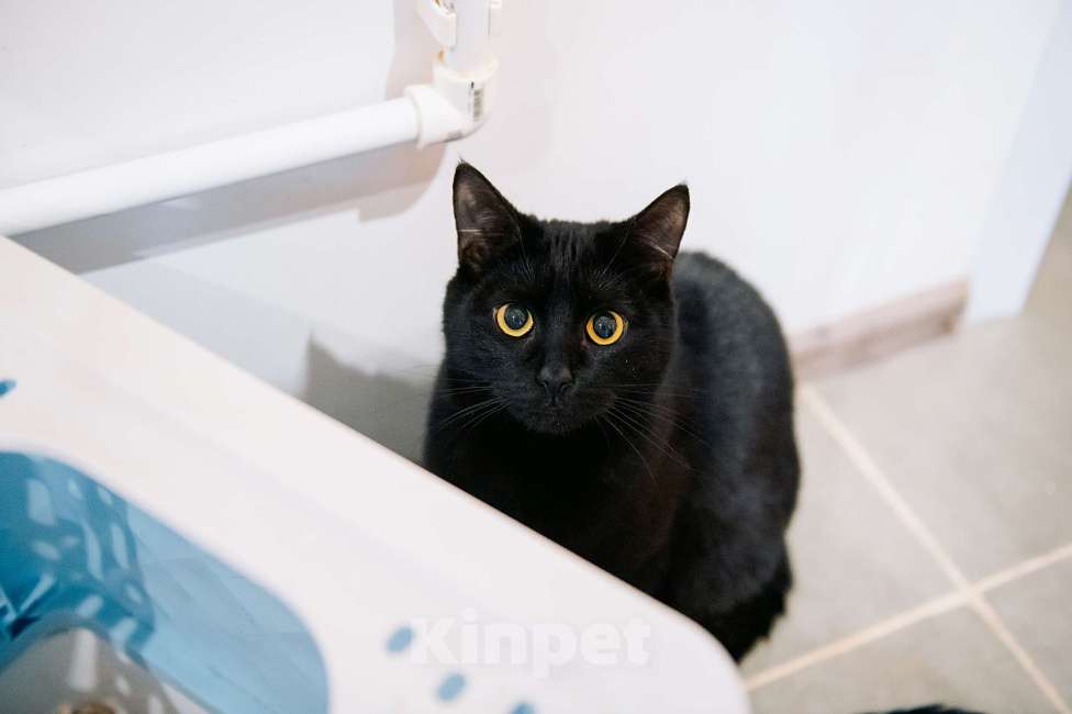 Кошки в других городах Московской области: Сардина - утонченный котик Мальчик, Бесплатно - фото 3