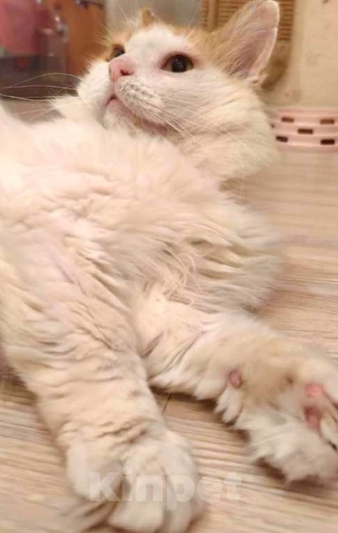 Кошки в Москве: Он бы очень хотел вам понравиться  Мальчик, 1 руб. - фото 2