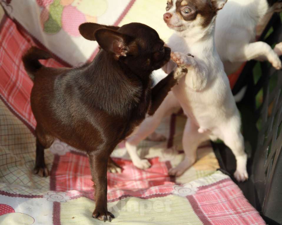 Собаки в Москве: Чихуахуа щенок мини мальчик  Мальчик, 45 000 руб. - фото 2