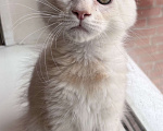 Кошки в Петергофе: Мальчик очень нежного окраса Мальчик, 45 000 руб. - фото 1