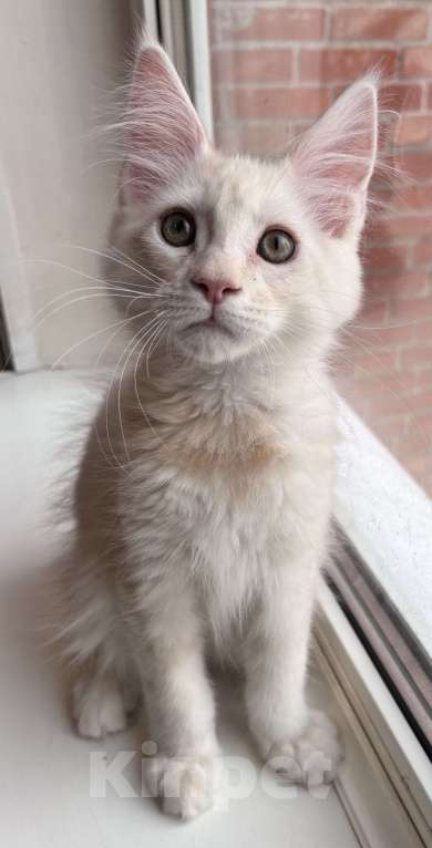 Кошки в Петергофе: Мальчик очень нежного окраса Мальчик, 45 000 руб. - фото 1