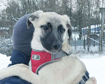 Собаки в Москве: Щенок Бони Девочка, Бесплатно - фото 3