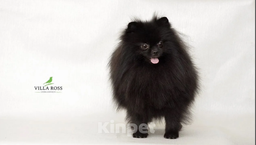 Собаки в Казани: Продаю щенков померанского шпица РКФ Мальчик, 40 000 руб. - фото 7