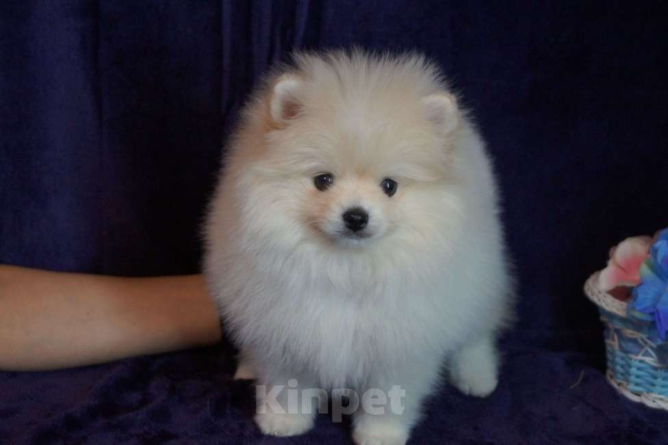 Собаки в Москве: Очаровательный пушистик- мальчик Мальчик, 25 000 руб. - фото 4