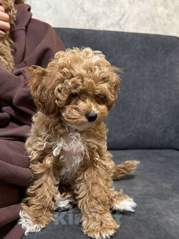 Собаки в Москве: Щенки мальтипу Мальчик, 200 000 руб. - фото 2