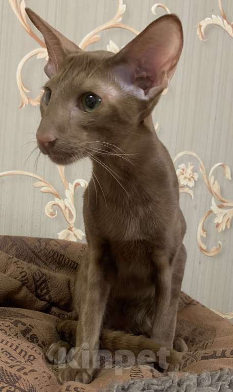 Кошки в Москве: Ориентальный котенок Мальчик, Бесплатно - фото 2