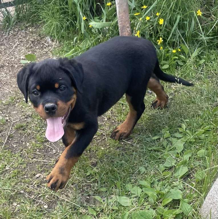 Собаки в других городах Ленинградской области: Щенок ротвейлера Мальчик, 60 000 руб. - фото 8