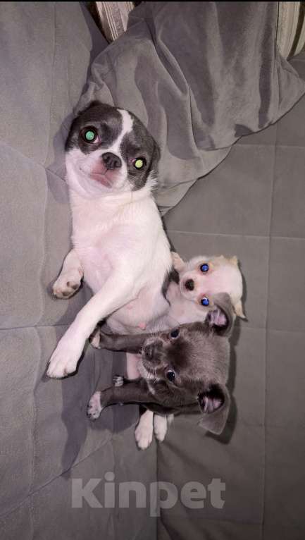 Собаки в Орле: Чихуахуа Девочка, 50 000 руб. - фото 1