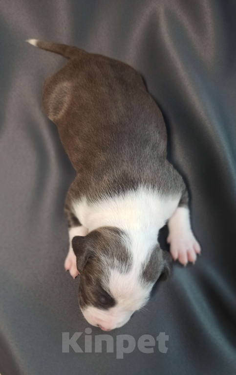 Собаки в Санкт-Петербурге: Доступен к бронированию Мальчик, Бесплатно - фото 7