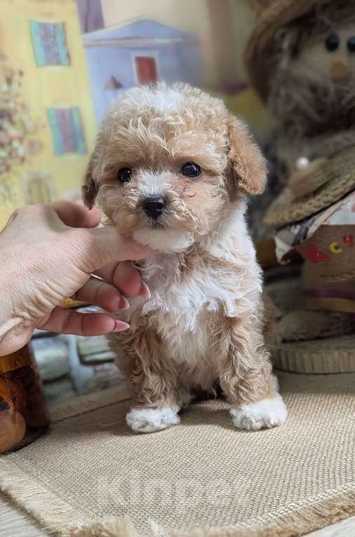 Собаки в Москве: Мальтипу мини Девочка, 90 000 руб. - фото 2