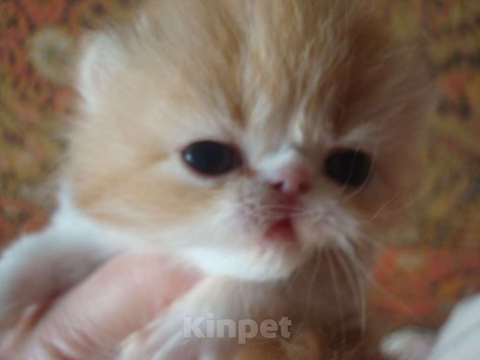 Кошки в Керчи: Персидские котята Девочка, 8 000 руб. - фото 1