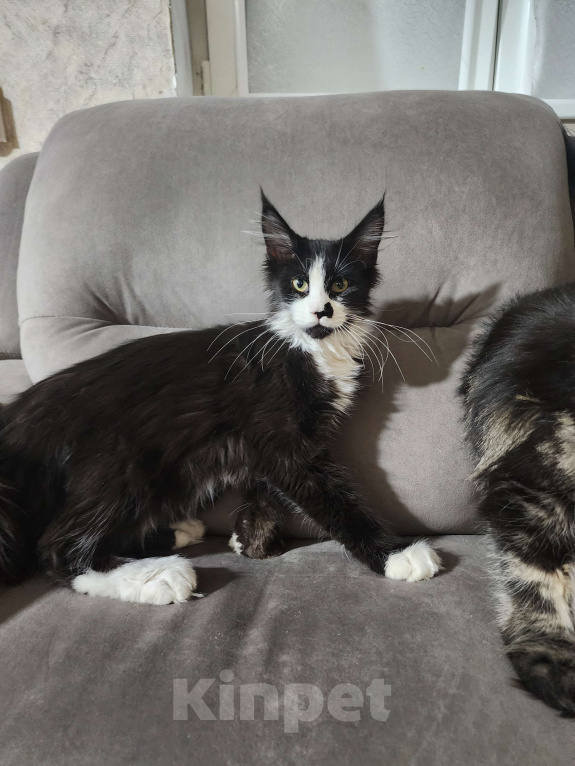 Кошки в других городах Московской области: Полидакт Мальчик, Бесплатно - фото 2