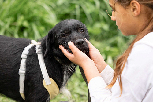 Собачка бородатик в добрые руки бесплатно 