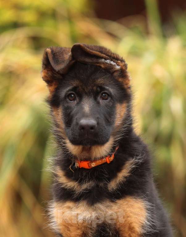 Собаки в Раменском: Великолепная принцеса  Девочка, 55 000 руб. - фото 3