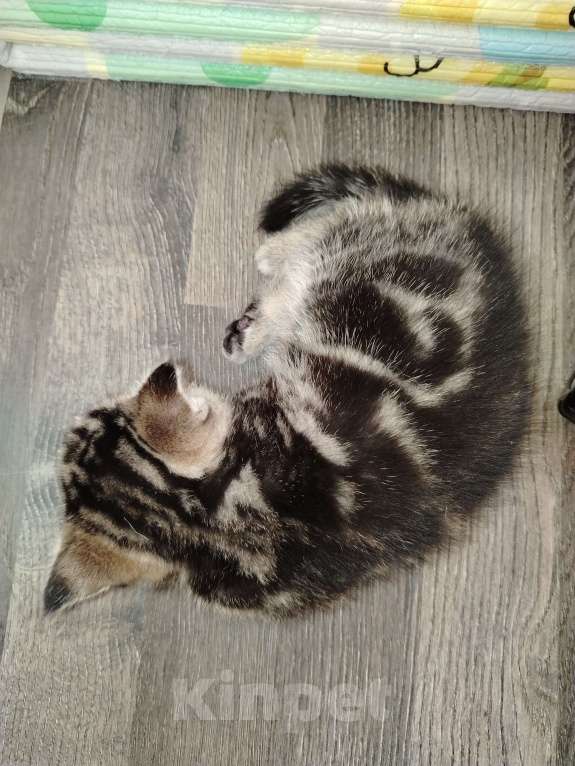 Кошки в Москве: Шотландская мраморная девочка Девочка, 20 000 руб. - фото 4